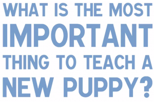 The improtance of socialization in new puppies