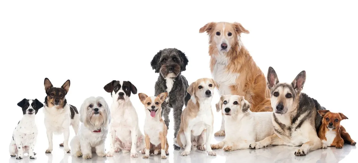 Dog Banner 2