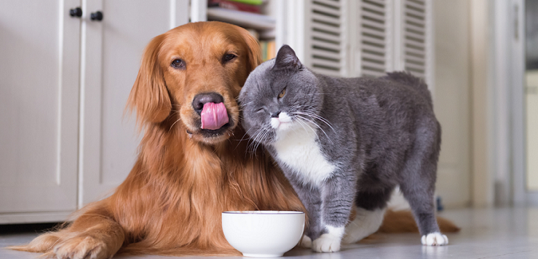 Dog and cat with a bowl