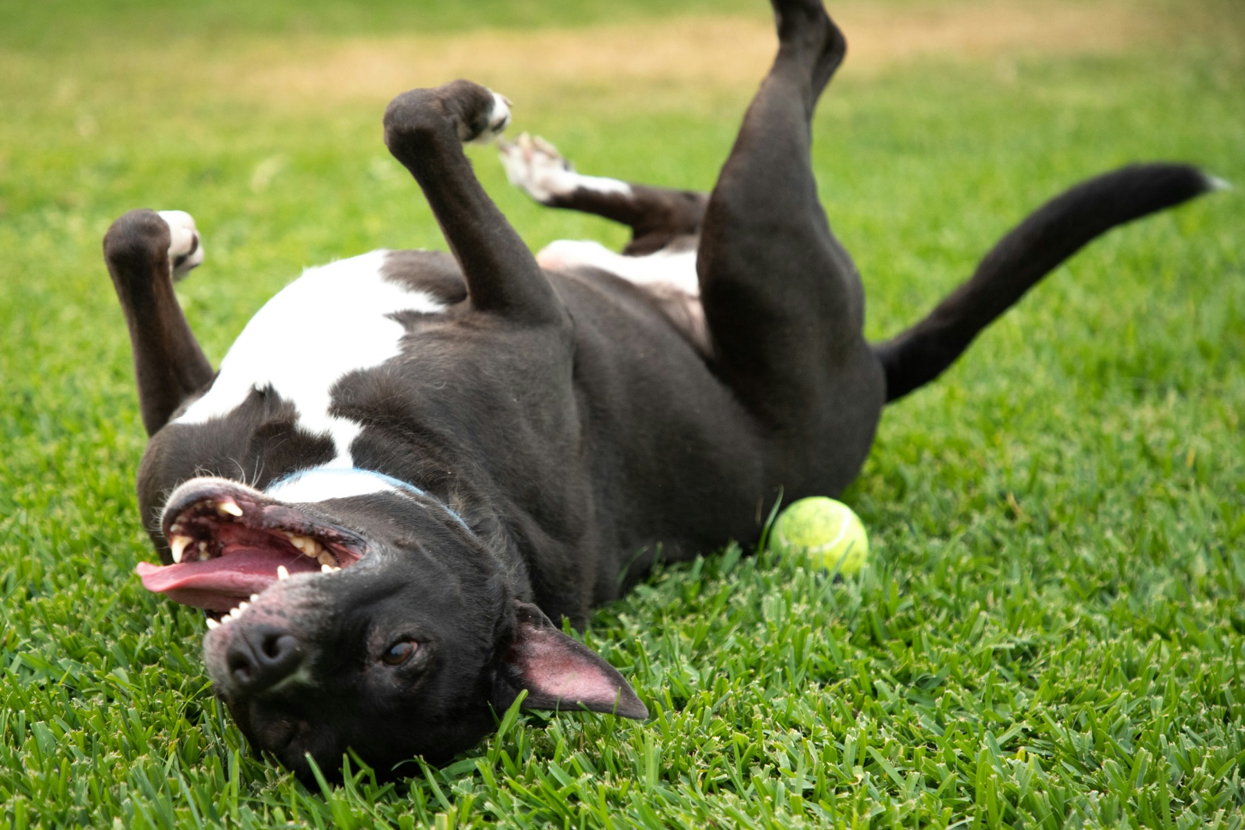 Playful dog close-up