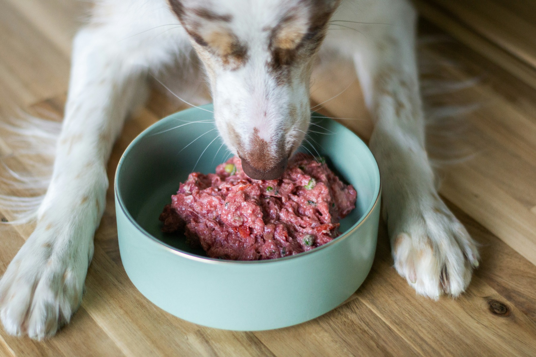 Owner portioning food for their pet