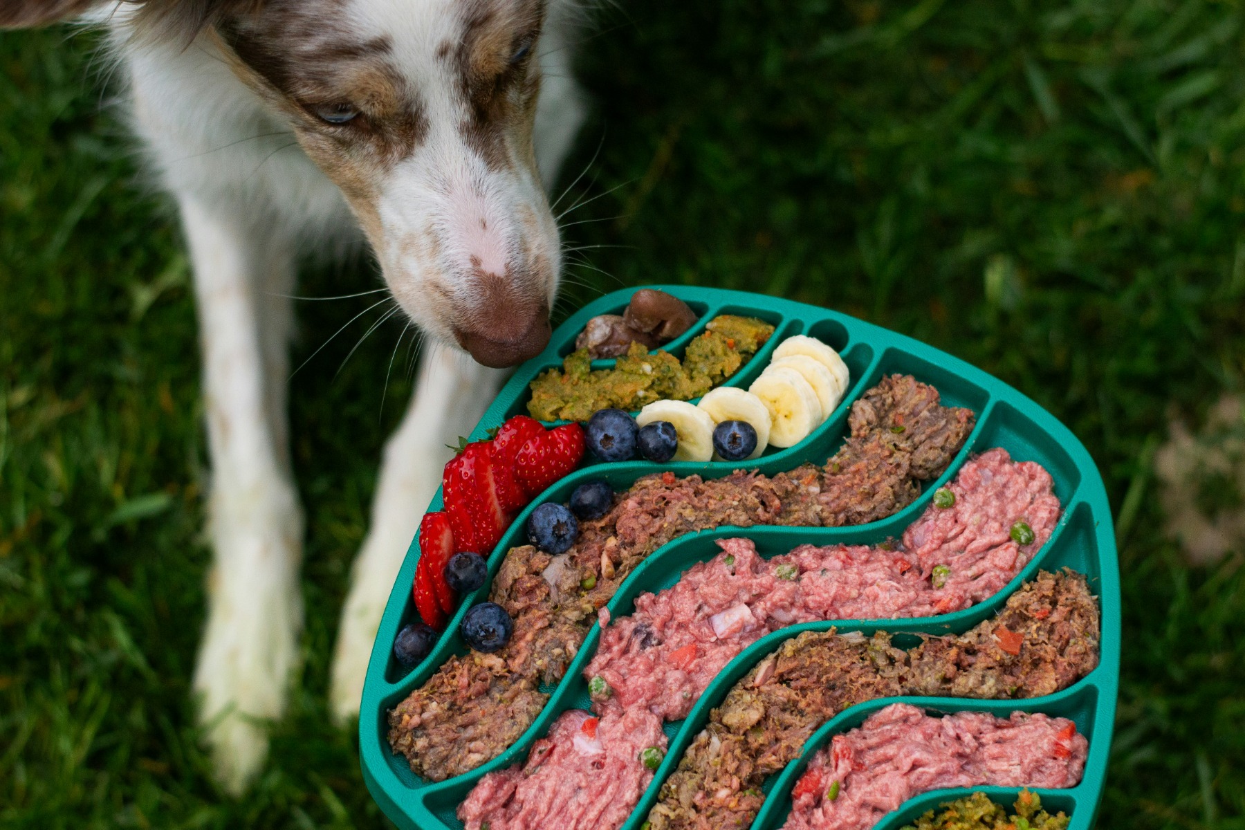 Comparing kibble and fresh food bowls