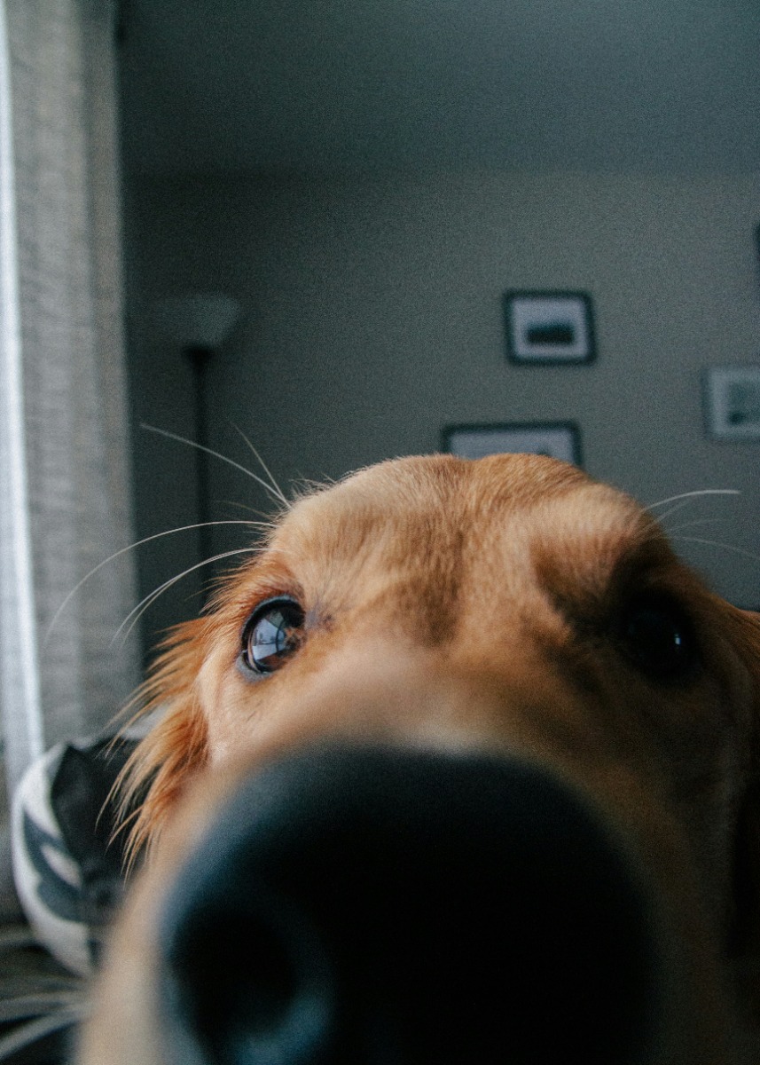 Close-up of a happy dog
