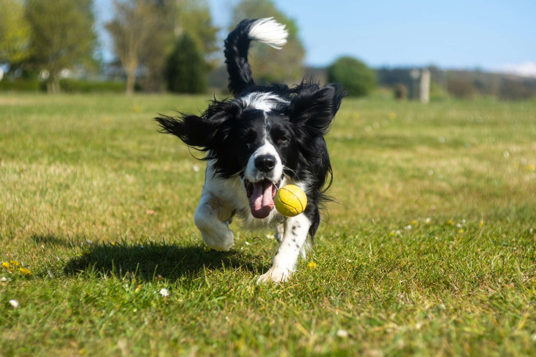 Energetic dog playing outdoors